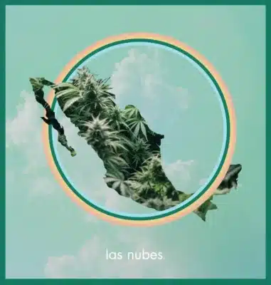 CBD legal Mexico
